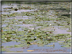 foto Lago di Fimon
